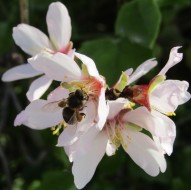 abeja-polen